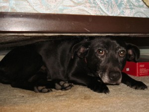 cane-sotto-letto
