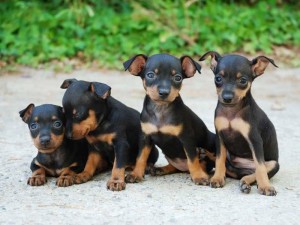 cuccioli-cane