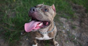 pitbull
