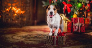 cane_albero_natale