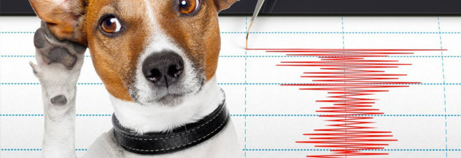 cani_sentono_terremoti_il_mio_cane