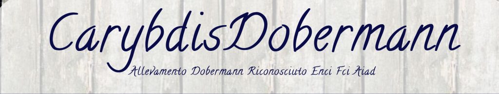 allevamento-dobermann-carybdis.jpg