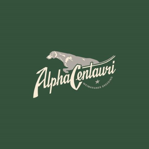 alpha-centauri-allevamento-di-weimaraner.jpg