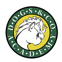 ASILO_DIURNO_PER_CANI_ROMA_Dogs_&_Co._Academy
