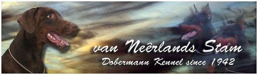 van-neerlands-stam-allevamento-dobermann_1.jpg