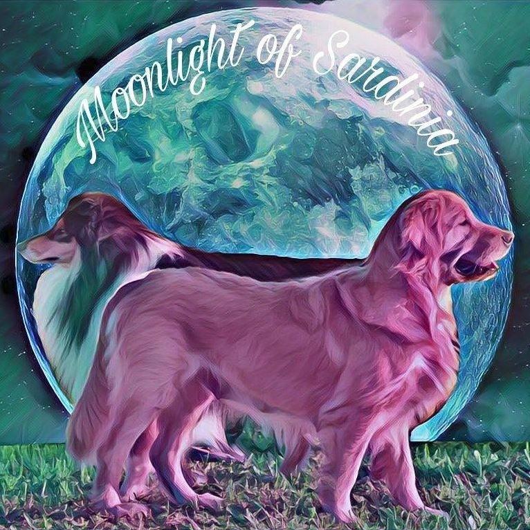 Allevamento_Golden_Retriever_Moonlight_of_Sardinia.jpg