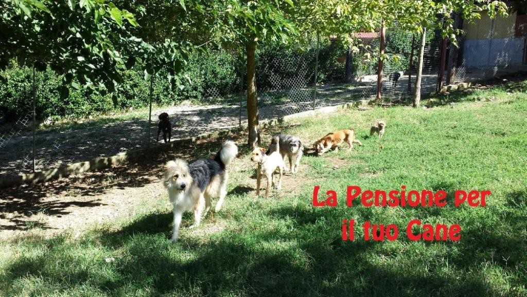 Pensione-per-Cani-Lazio.JPG