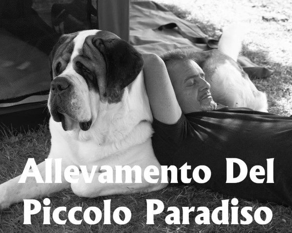 allevamento-cane-san-bernardo-del-piccolo-paradiso.jpg