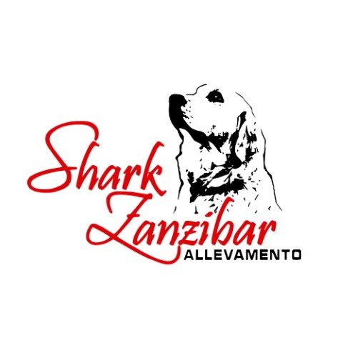 allevamento-golden-retriever-shark-zanzibar.jpg