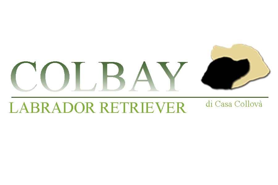 Allevamento_Labrador_Retriever_Colbay_di_Casa_Collovà.jpg
