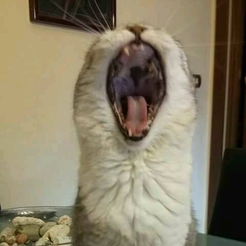 Pensione_Casalinga_Cani_Milano.jpg