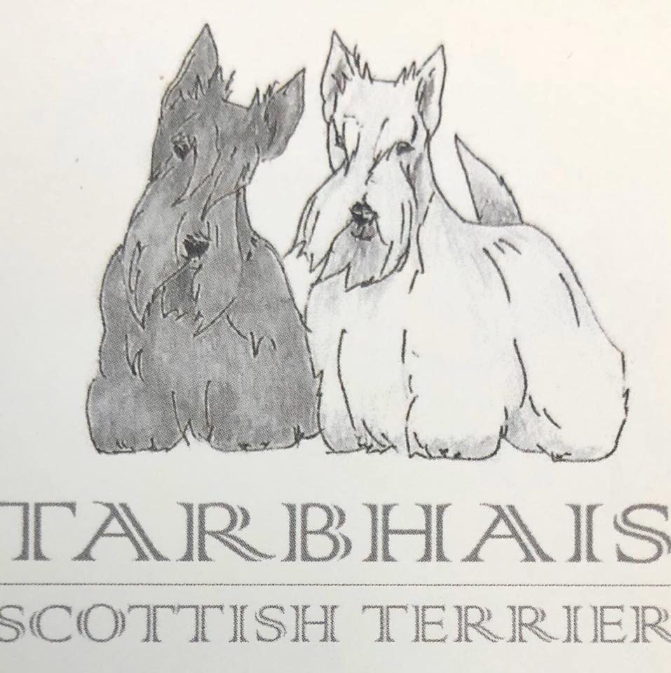 tarbhais-allevamento-scottish-terrier.jpg