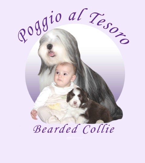 allevamento-bearded-collie-poggio-al-tesoro.jpg