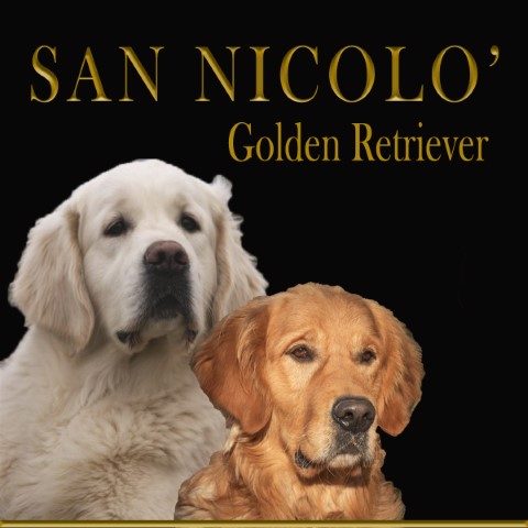 allevamento-golden-retriever-san-nicolo.jpg