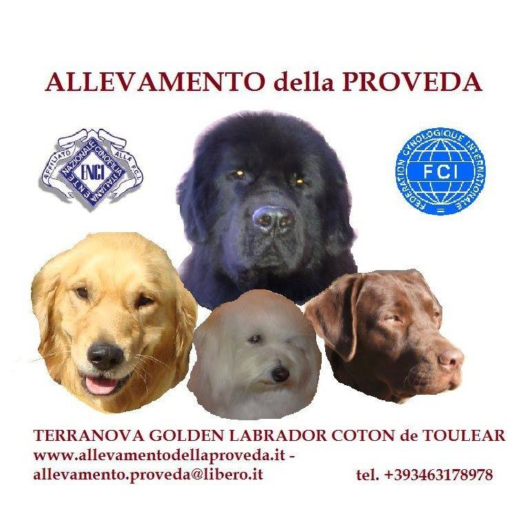 allevamento-proveda-ilmiocane.jpg