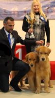 Allevamento_Golden_Retriever_Yellowhouse_3.jpg