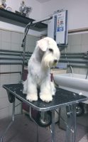 white-king-allevamento-schnauzer-nani-bianchi-4.jpeg