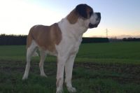 allevamento-cane-san-bernardo-del-piccolo-paradiso-2.jpg