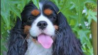 Granny's_Chips_Kennel_Allevamento_Cavalier_King_Charles_Spaniel_4.jpg