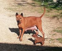 allevamento-thay-ridgeback-dog-3.jpg