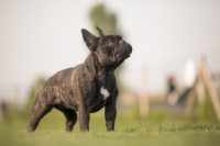 allevamento-bouledogue-francese-makibull-4.jpg