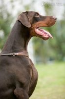 dellimpero-dei-forte-allevamento-dobermann-1.jpg