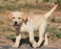Allevamento_Labrador_Retriever_Valle_dei_Medici_4.jpg