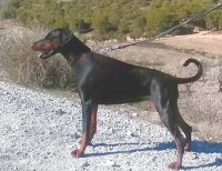 van-neerlands-stam-allevamento-dobermann_4.jpg