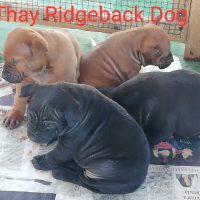 allevamento-thay-ridgeback-dog-2.jpg