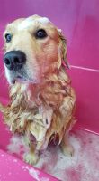 FONZY_SHOWER_DOG_Toelettatura_Segrate_2.jpg