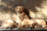 Allevamento_Golden_Retriever_Moonlight_of_Sardinia_3.jpg