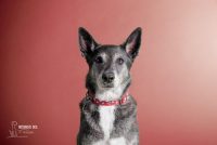 notorious-dog-pet-photography-2.jpg