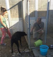 simona-nerucci-educazione-cinofila-riabilitazione-sociale-comportamentale-ed-emotiva-del-cane_2.jpg