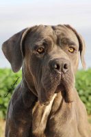i-corsi-di-savoia-allevamento-professionale-cane-corso-1.jpg