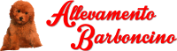 Allevamento_Barboncino_1