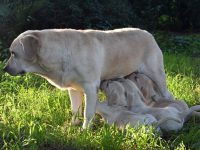 Allevamento_Labrador_Retriever_Colbay_di_Casa_Collovà_1.jpg
