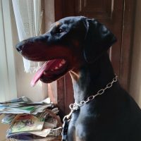 van-neerlands-stam-allevamento-dobermann_3.jpg