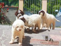 Allevamento_Lagotto_Romagnolo_Valle_dei_Medici_4.jpg