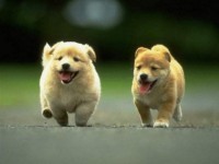 Martindog-Dog-Sitter-e-Pensione-per-Cani-Bari-2.jpg