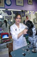 DOG_MODEL_di_Luciana_Boi_Centro_Estetico_e_Toelettatura_Milano