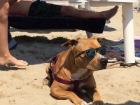 ISLAMORADA-Dog Beach-4.JPG