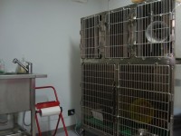 veterinari caltagirone_2.jpg