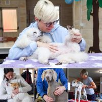 dog-massage-academy-scuola-di-massaggio-per-cani-2.jpg