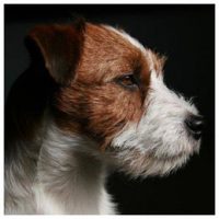 Elirica Allevamento Jack Russell Terrier_1.jpg
