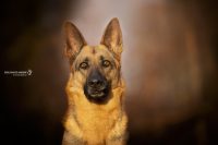 dog-photo-varese.jpg