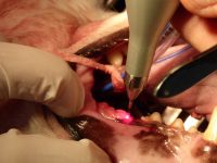 Veterinario_Torino_Dr.Remo_3.JPG