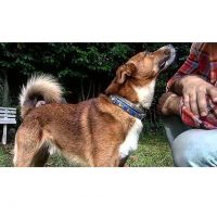 zeno-civitareale-educatore-cinofilo-e-consulente-nella-relazione-con-il-cane-1.jpg