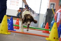 Qua-la-Zampa -Centro-di-fisioterapia-per-animali-3.JPG