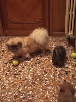 Serenissimo-Ganesh- llevamento-Tibetan-Terrier-e-Tibetan-Spaniel4.jpg
