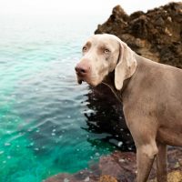 alpha-centauri-allevamento-di-weimaraner-3.jpg